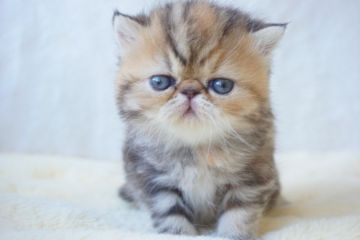エキゾチックショートヘア【千葉県・女の子・2019年9月15日・ブラウンタビー】の写真「まん丸のおめめが可愛い女の子！」