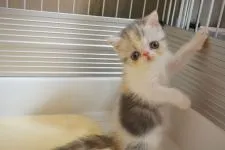 エキゾチックショートヘア【千葉県・女の子・2020年4月18日・ブルーパッチドタビー&ホワイト】の写真1