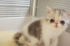 エキゾチックショートヘア【千葉県・女の子・2020年4月18日・ブルーパッチドタビー&ホワイト】の写真2