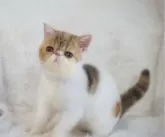 エキゾチックショートヘア【千葉県・女の子・2024年5月20日・ブラウンパッチドタビー&ホワイト】の写真2