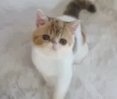 エキゾチックショートヘア【千葉県・女の子・2024年5月20日・ブラウンパッチドタビー&ホワイト】の写真4