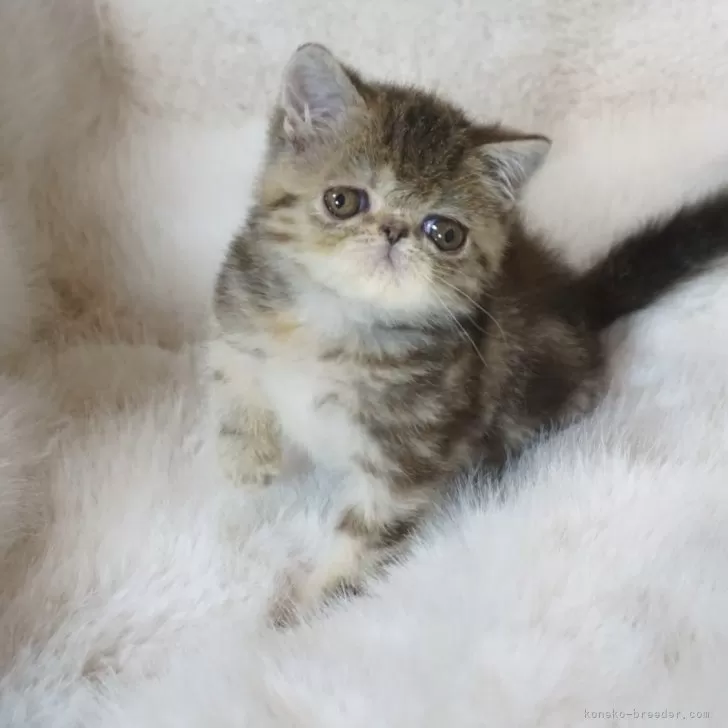 haa 様のお迎えした子猫