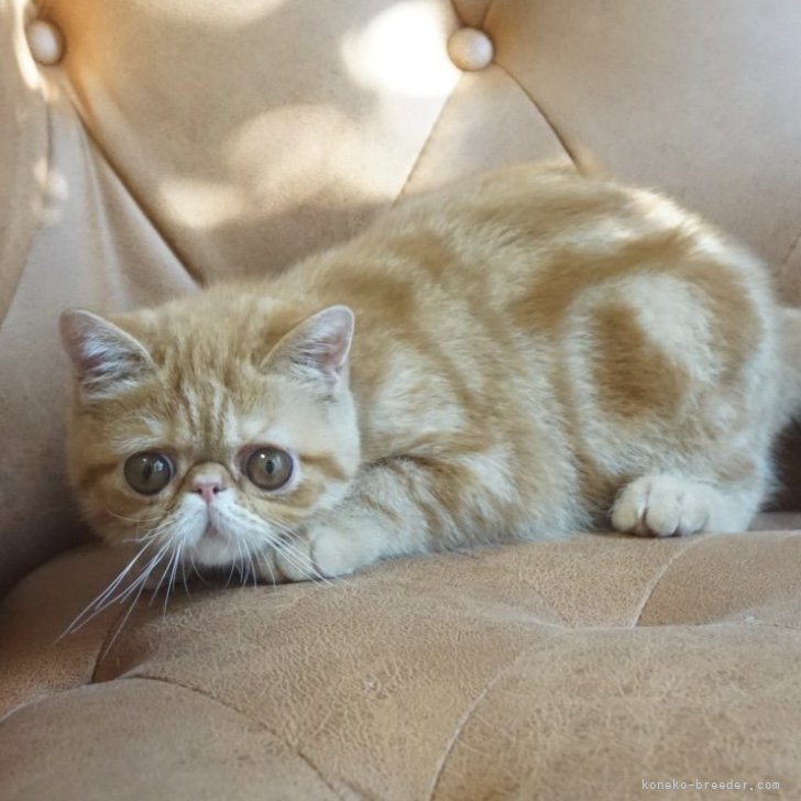 ブリーダー画像