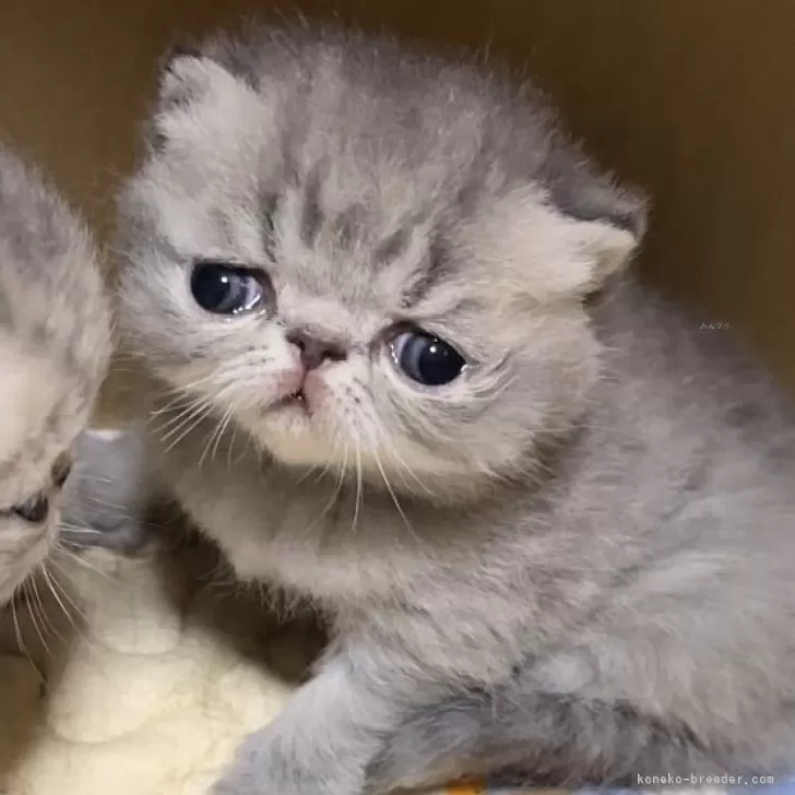 もこちゃん 様のお迎えした子猫