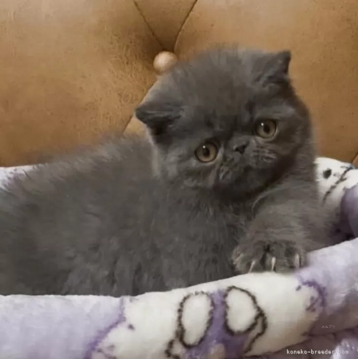 エキゾチックショートヘア【千葉県・男の子・2025年5月21日・ブルー】の写真1