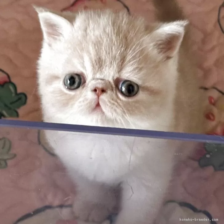 エキゾチックショートヘア【千葉県・男の子・2025年7月14日・クリームタビー&amp;ホワイト】の写真1