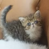 エキゾチックショートヘア