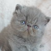 エキゾチックショートヘア