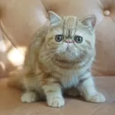 エキゾチックショートヘア