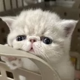 エキゾチックショートヘア【千葉県・男の子・2025年7月14日・クリームタビー&ホワイト】の写真5