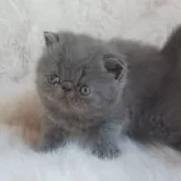 エキゾチックショートヘア【千葉県・男の子・2025年5月21日・ブルー】の写真5