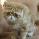 エキゾチックショートヘア【千葉県・女の子・2025年5月5日・レッドタビー】の写真6