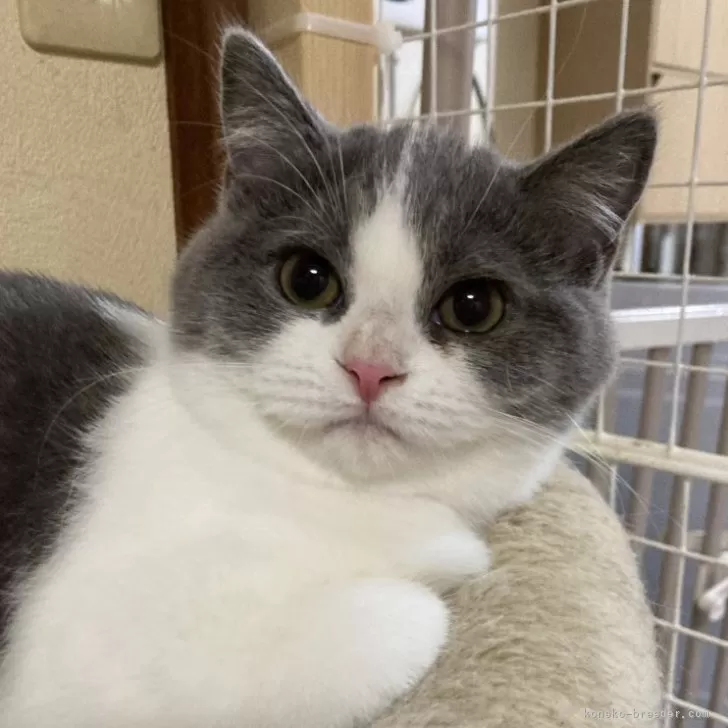 リーママ 様のお迎えした子猫