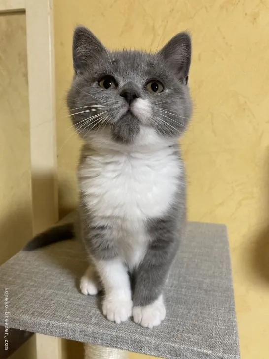 ID:2204-00521の子猫