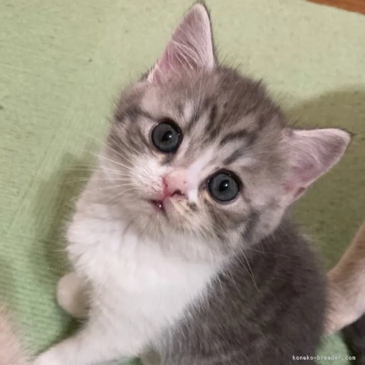 ID:2311-02254の子猫