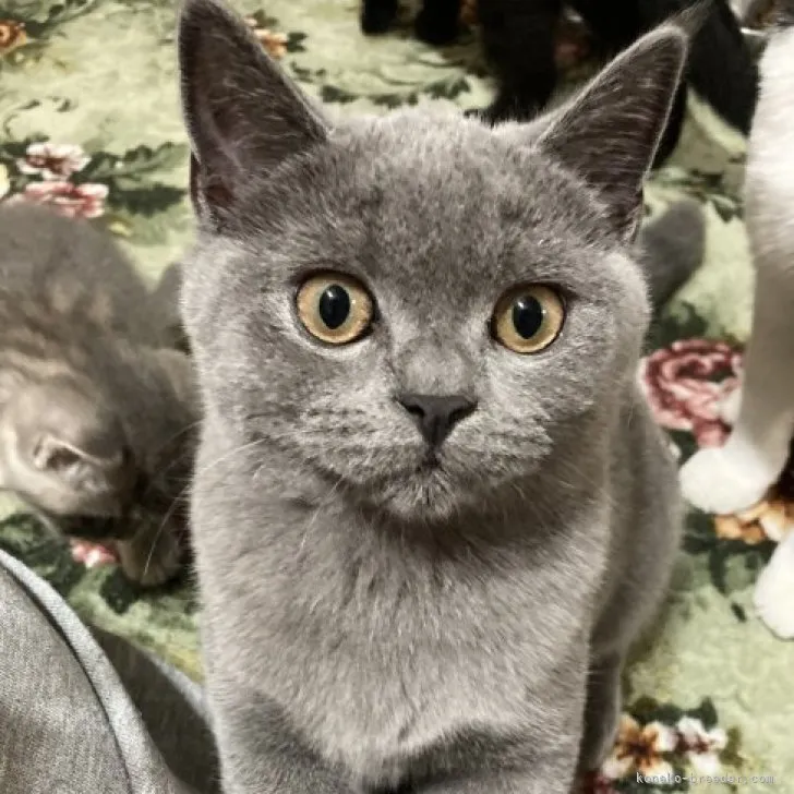 ID：2301-01352の子猫