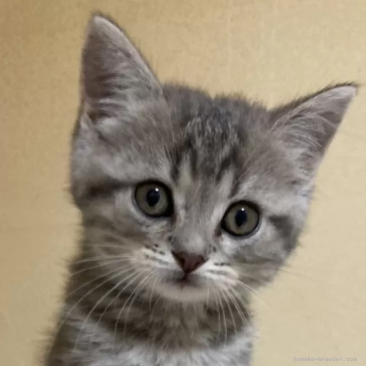 ID:2410-02623の子猫