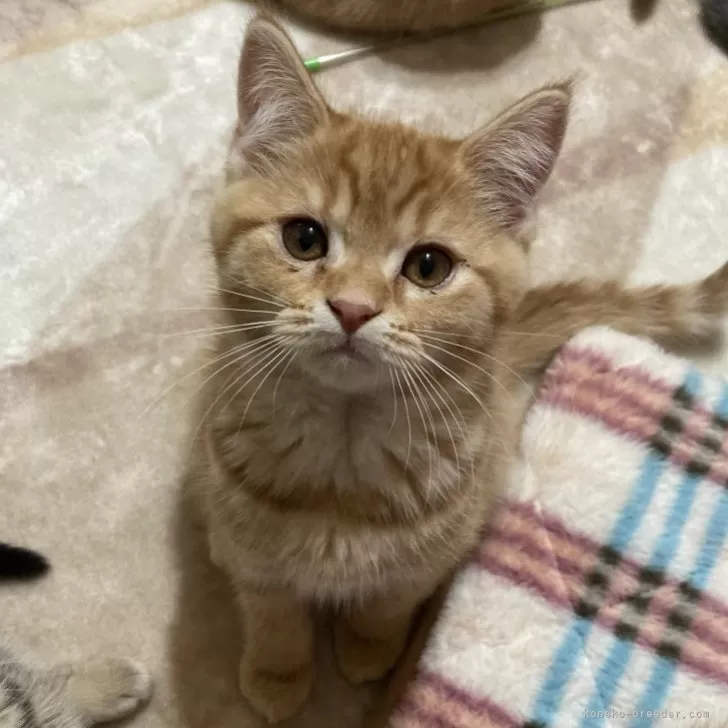 ID:2310-02817の子猫