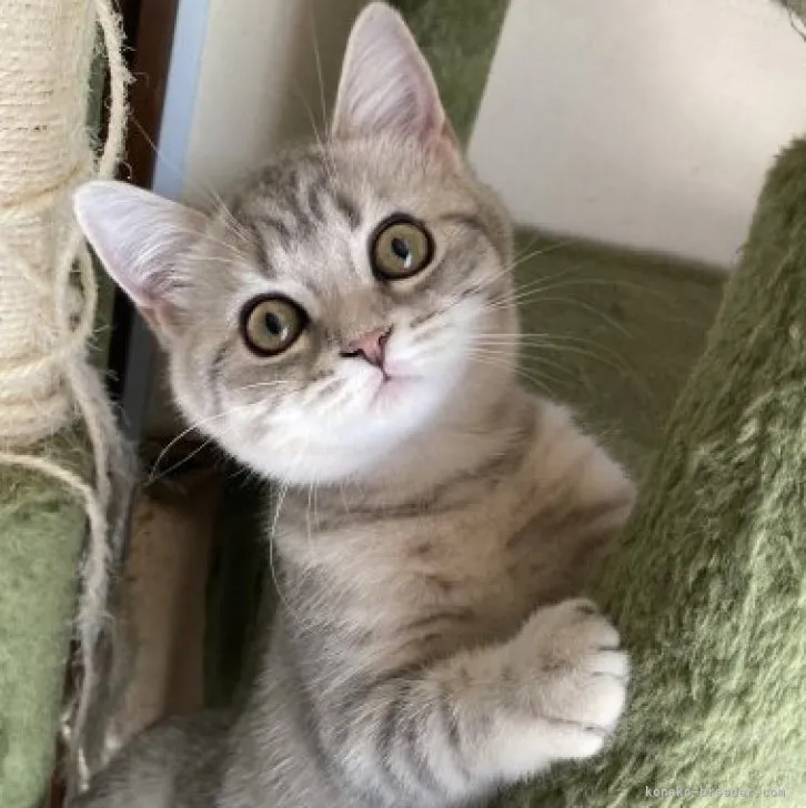 ID：2304-01395の子猫