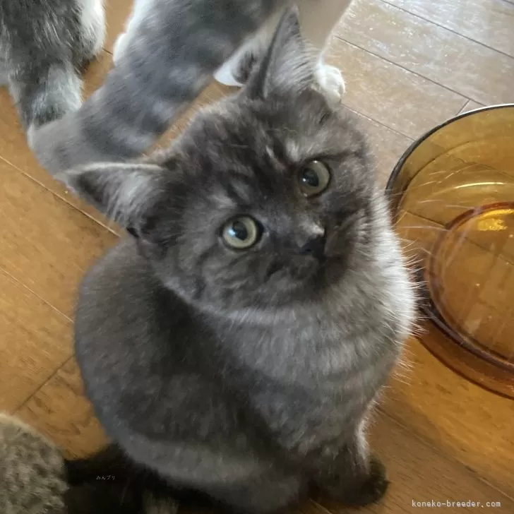 ID:2405-01550の子猫