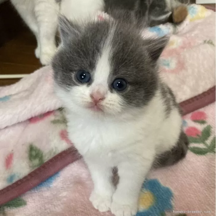 ID：2403-00192の子猫