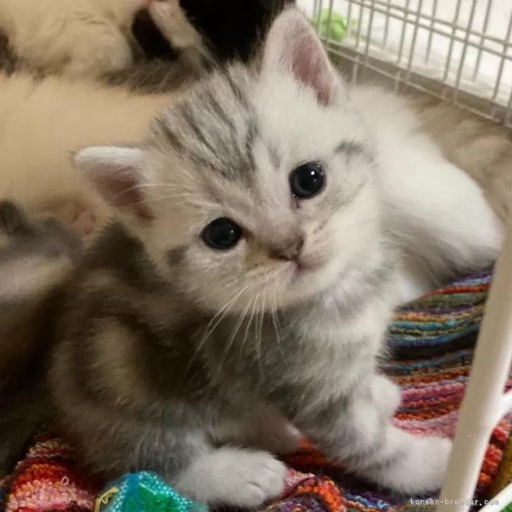 ID:2409-01403の子猫