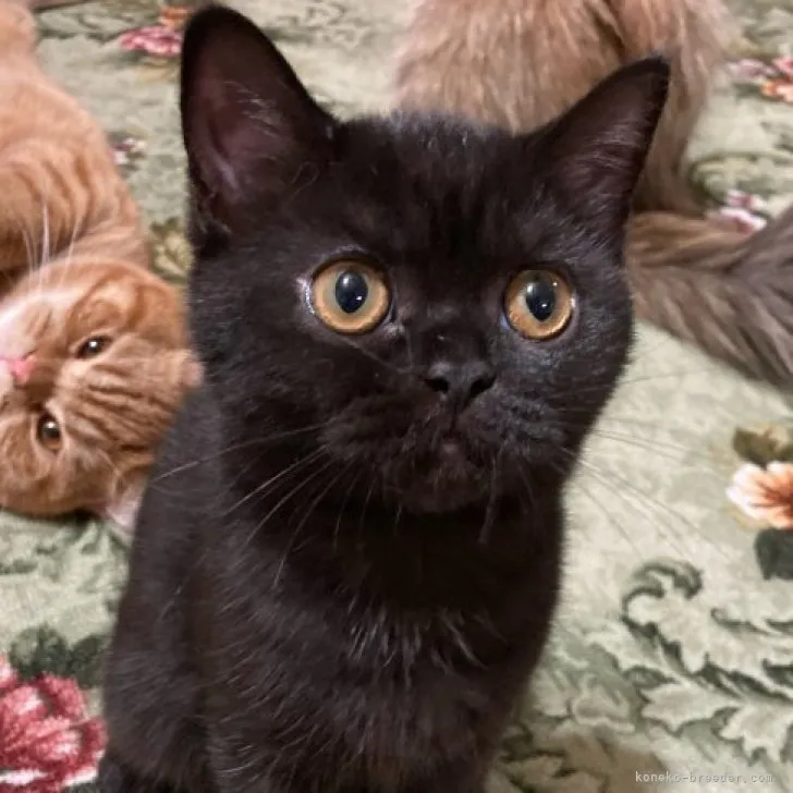 ID：2302-00421の子猫