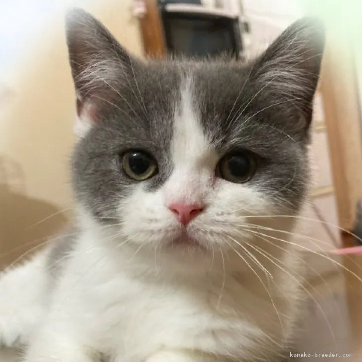 ID:2306-02893の子猫