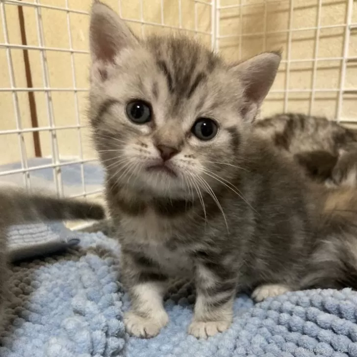 ID:2409-01514の子猫