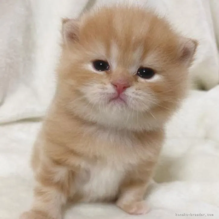 ID:2212-02492の子猫