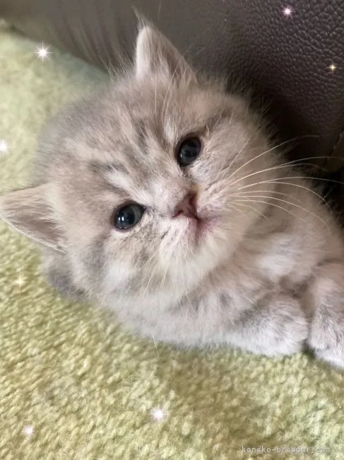 ID：2204-01824の子猫