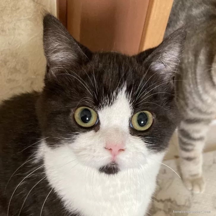 ID:2405-03180の子猫