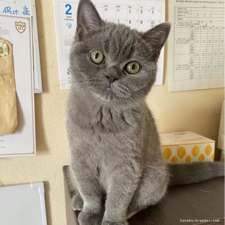 ID:2311-02265の子猫
