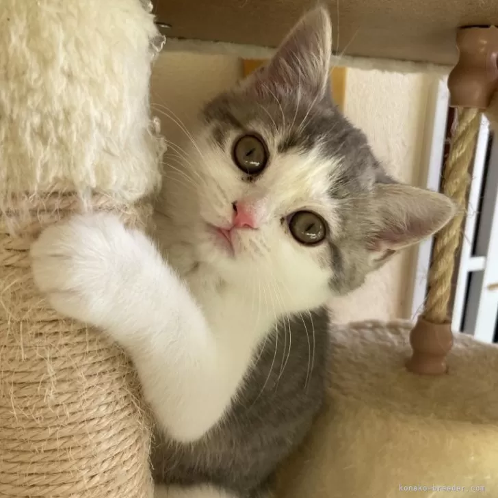 ID:2310-02888の子猫