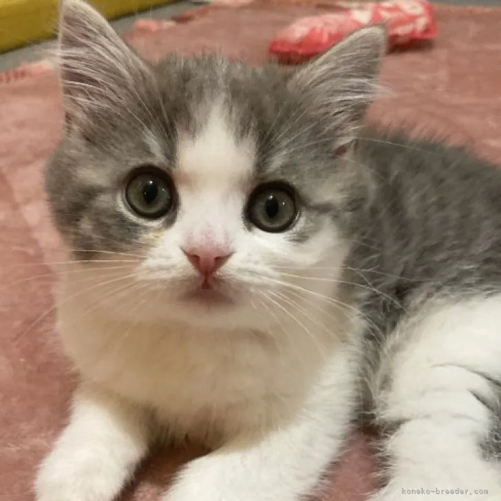 ID:2302-00410の子猫