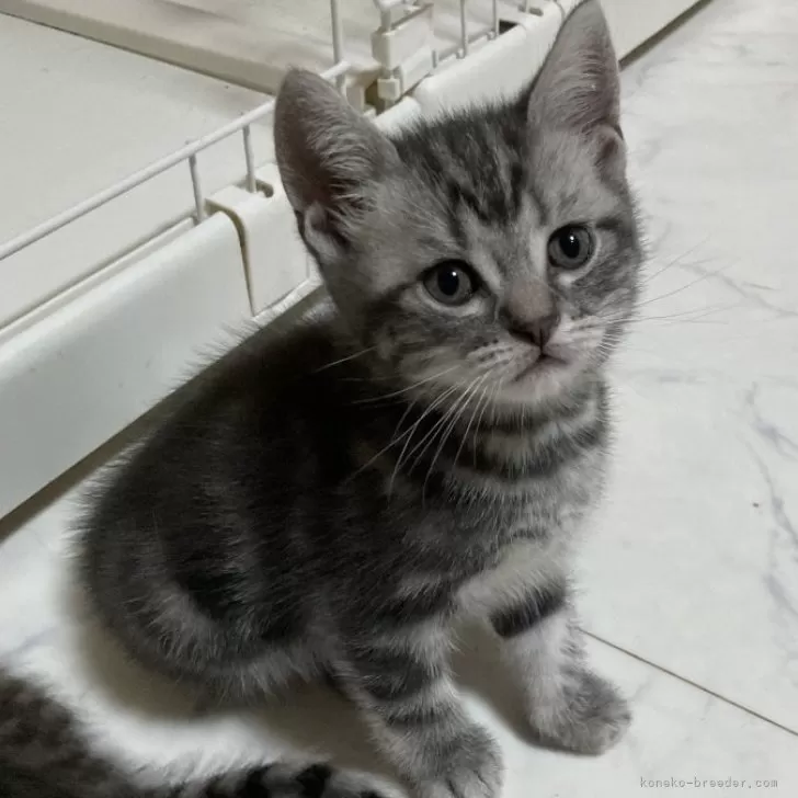 ID:2409-01515の子猫