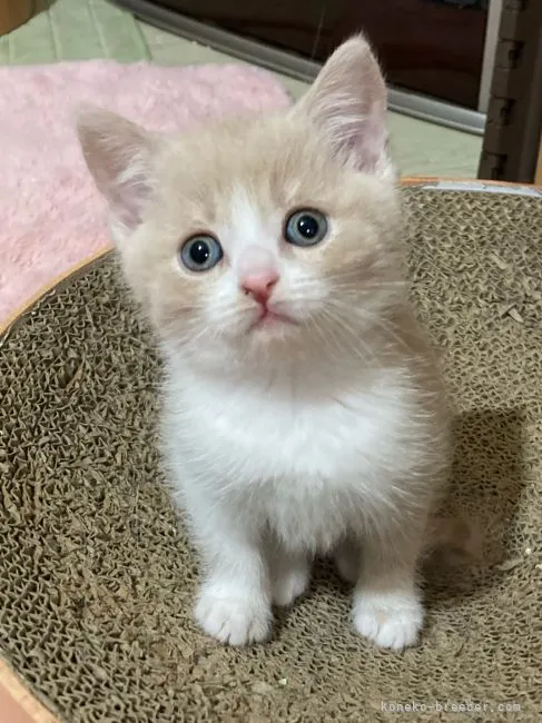 ID:2202-00358の子猫