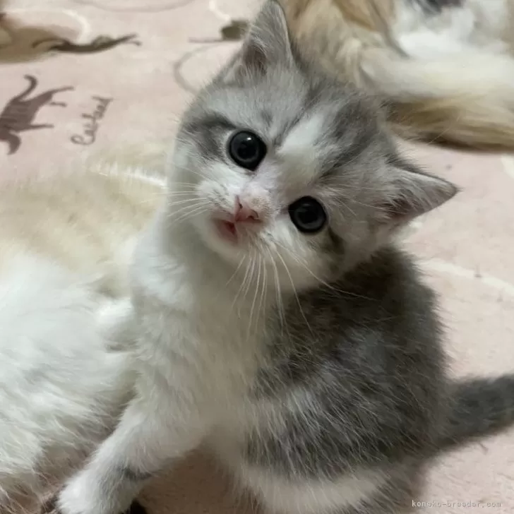 ID:2401-02640の子猫