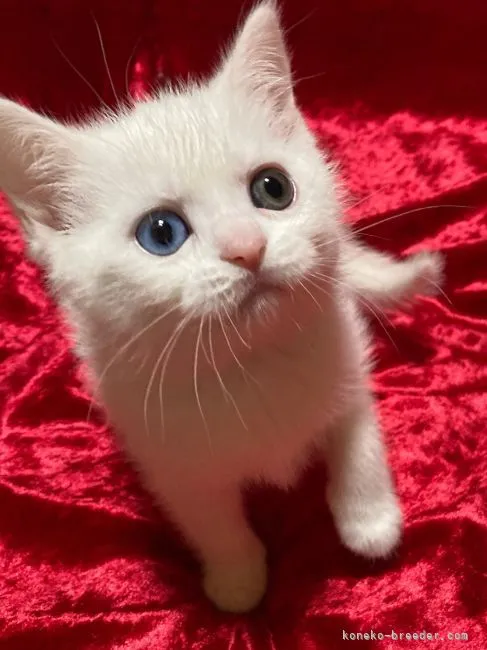 ID：2202-01450の子猫