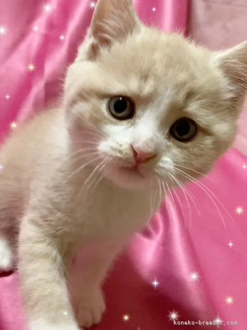 ID:2202-00274の子猫