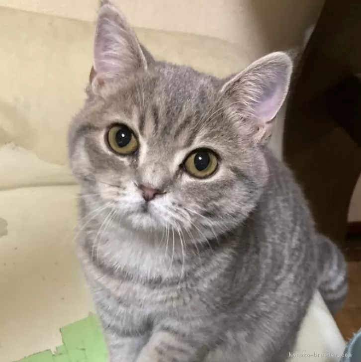 ID:2407-00450の子猫