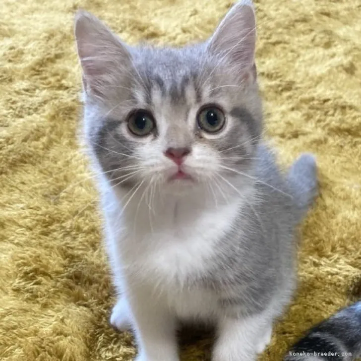 ID：2306-02209の子猫