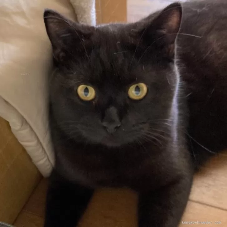 ID:2404-03228の子猫