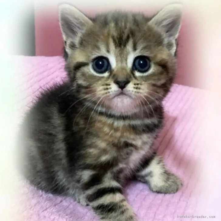 ID：2209-01127の子猫