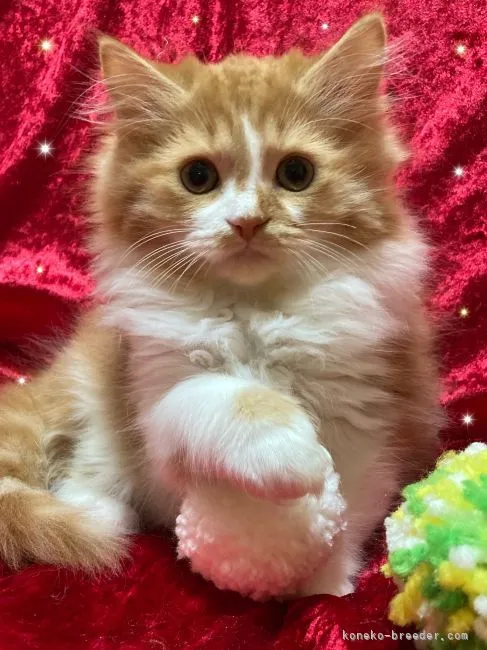 ID：2109-02515の子猫
