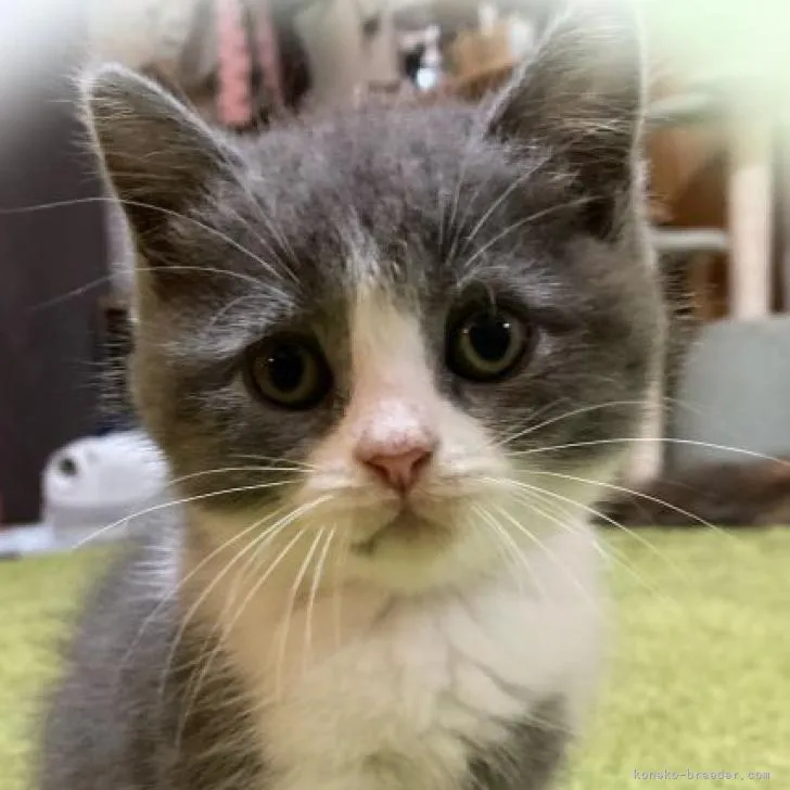 ID：2206-02464の子猫