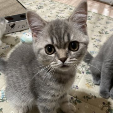 スコティッシュフォールド(立ち耳)【北海道・男の子・2023年3月6日・ブルータビー（短毛）】の写真「鼻ぺちゃの可愛いおっとり男子😍💕」