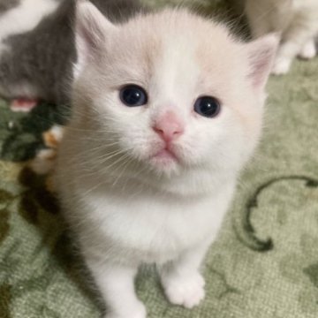 スコティッシュフォールド(立ち耳)【北海道・男の子・2023年3月16日・クリーム&ホワイト（短毛）】の写真「人懐っこい男の子✨」