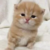 スコティッシュフォールド(立ち耳)【北海道・男の子・2022年12月8日・レッドタビー】の写真1