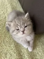 スコティッシュフォールド(立ち耳)【北海道・女の子・2022年3月20日・ブルータビー】の写真4